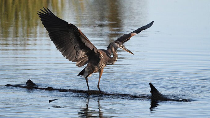 FEAT-great-blue-heron-pixabay