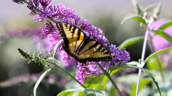 Sycamore-Hills-swallowtail